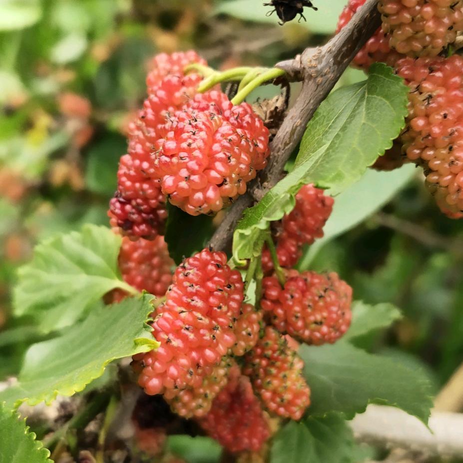 山茶麸淘米水养发馆(九龙花园祥龙苑店)