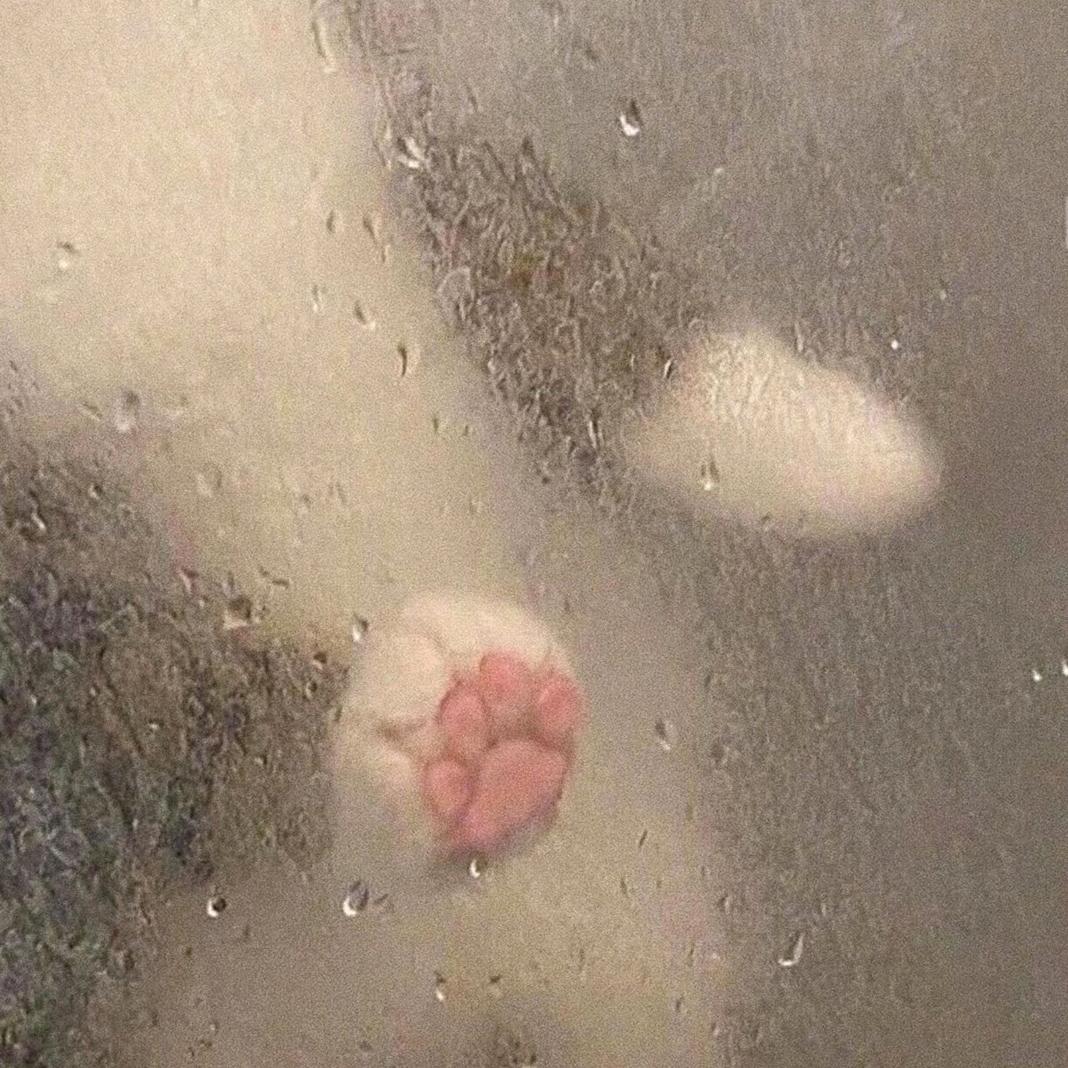 六只小折耳