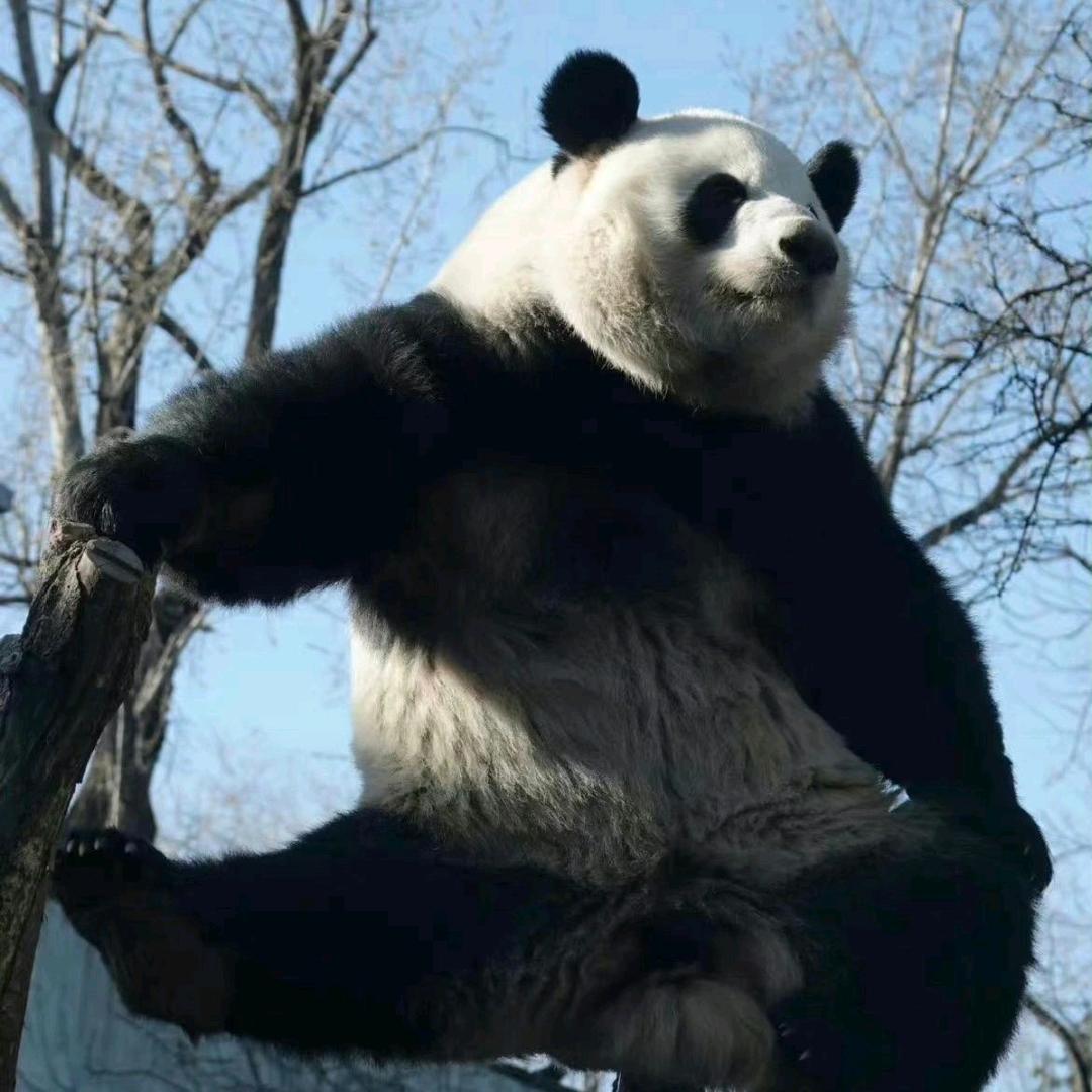 曈朦
