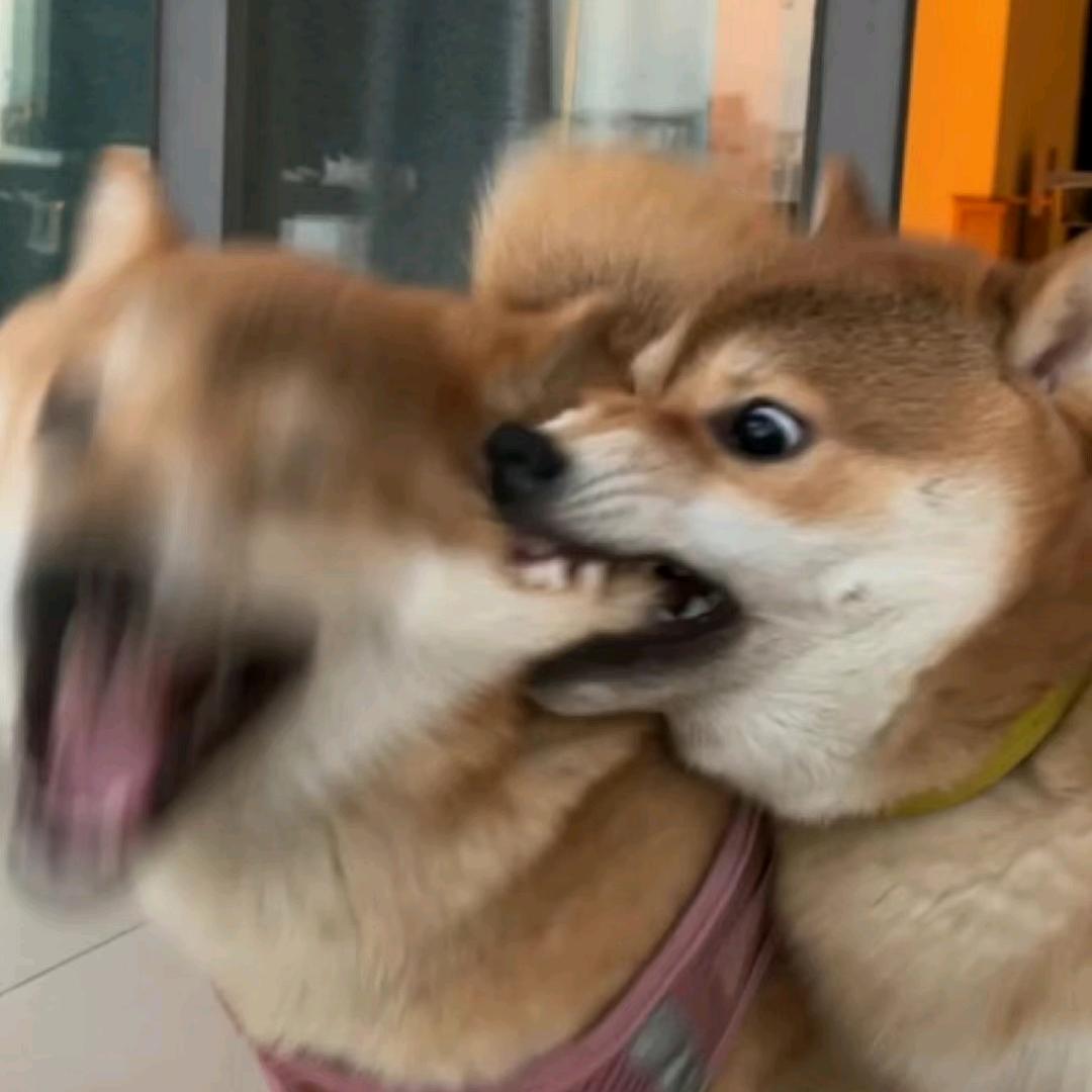 小小搞笑菌