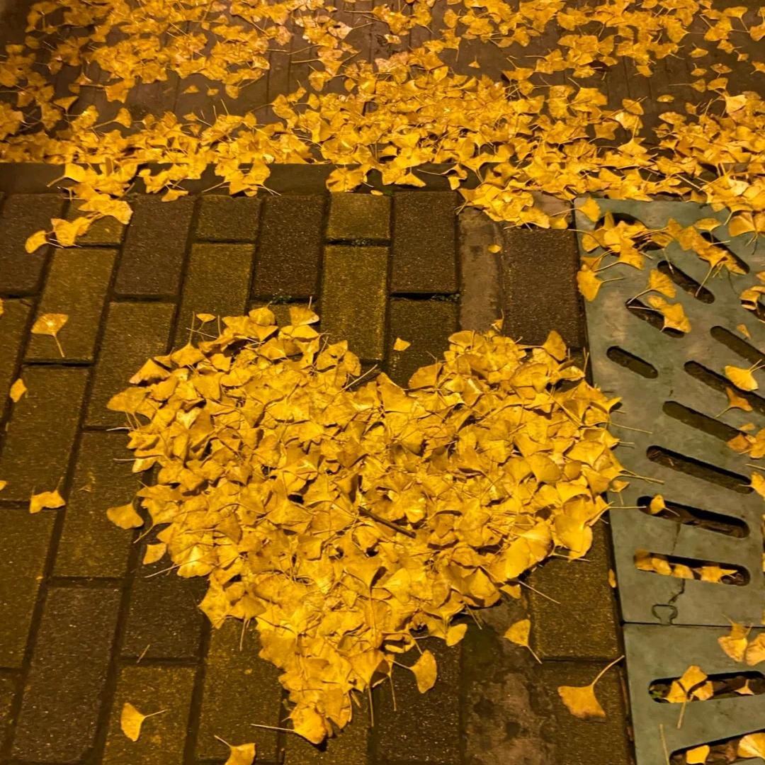 是鹏鹏呀～～