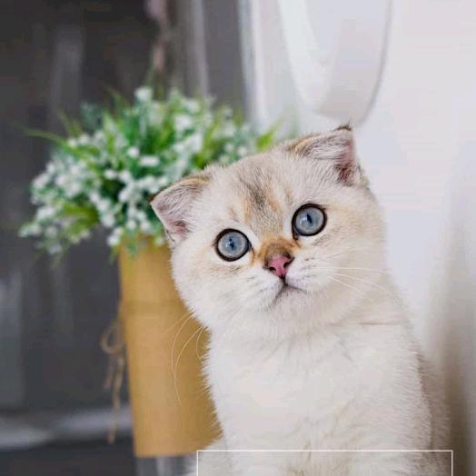 云儿朵朵家的猫