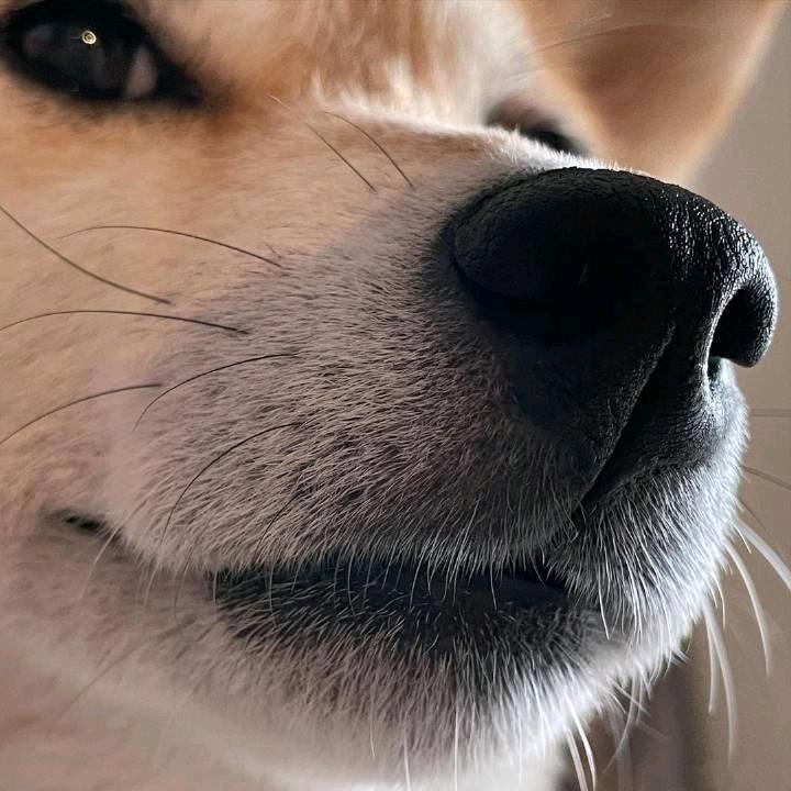 满山的猴子我腚最红🙈