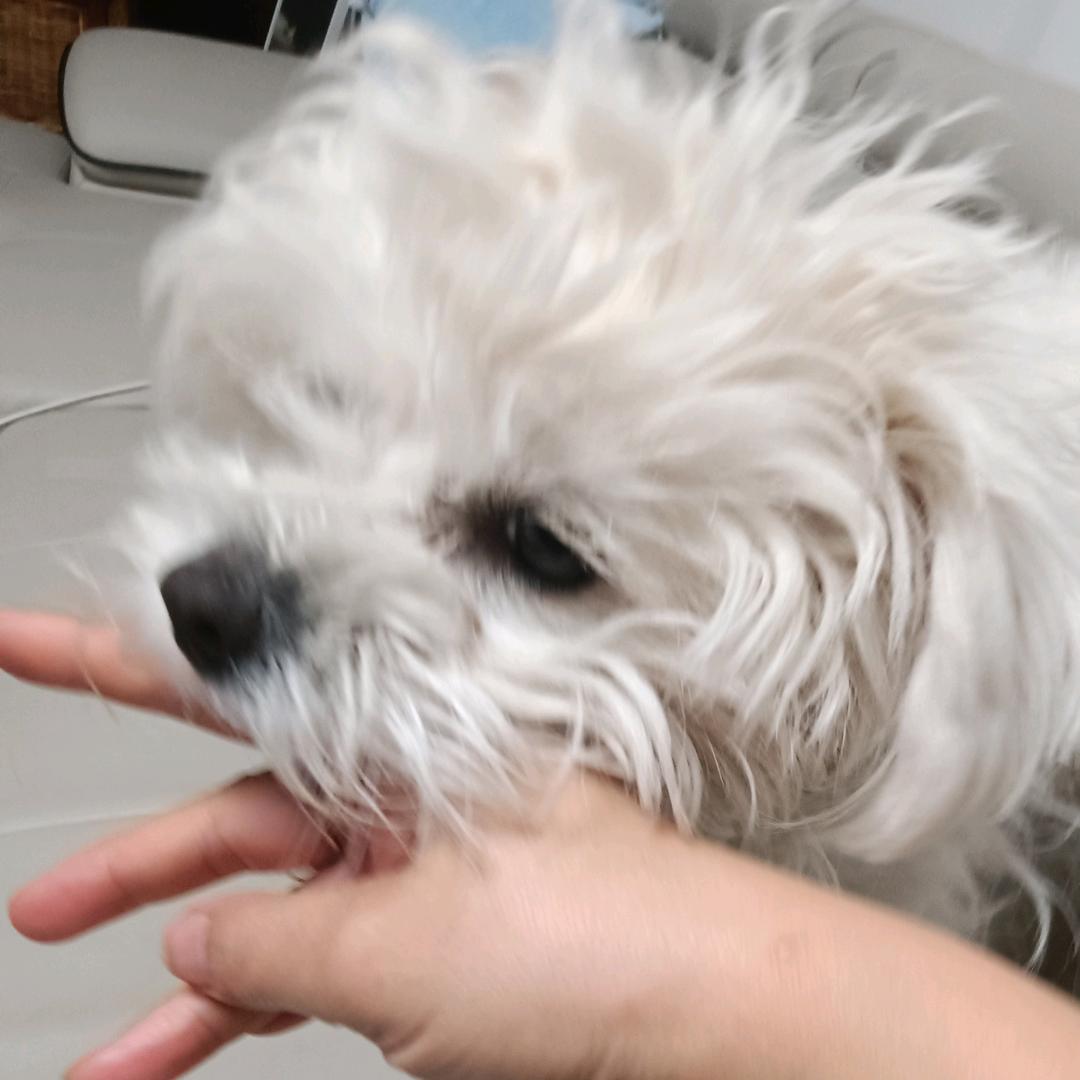 比熊羊羊