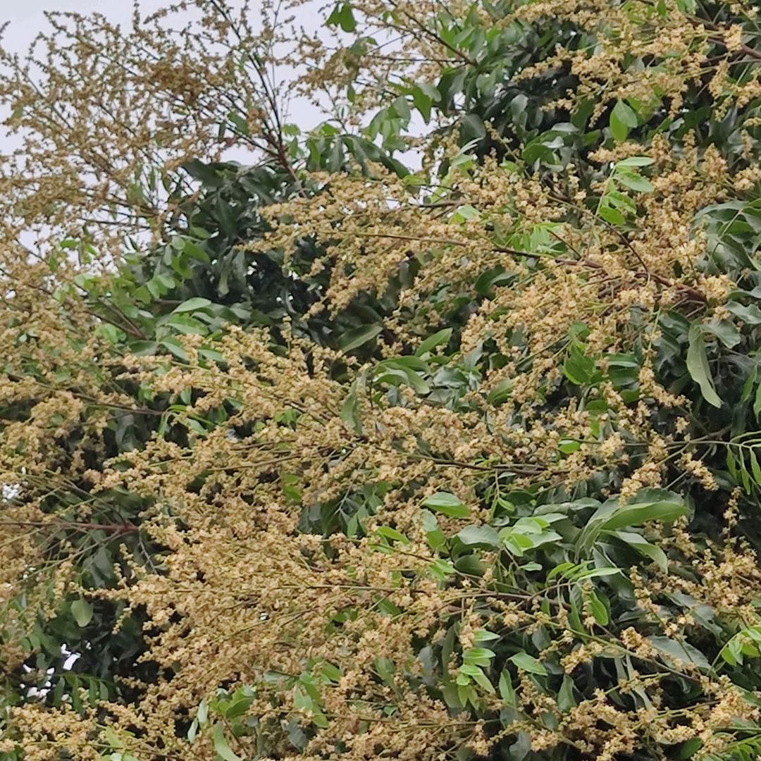 一真