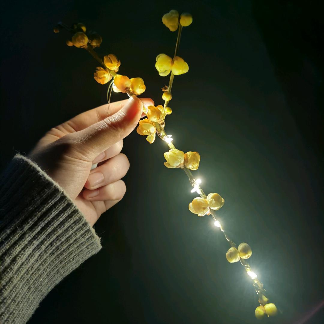 棠森森