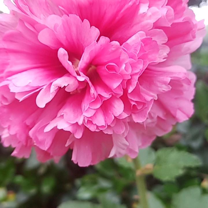 胡永兰