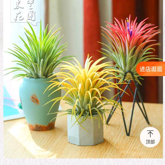 ☀向太阳☀