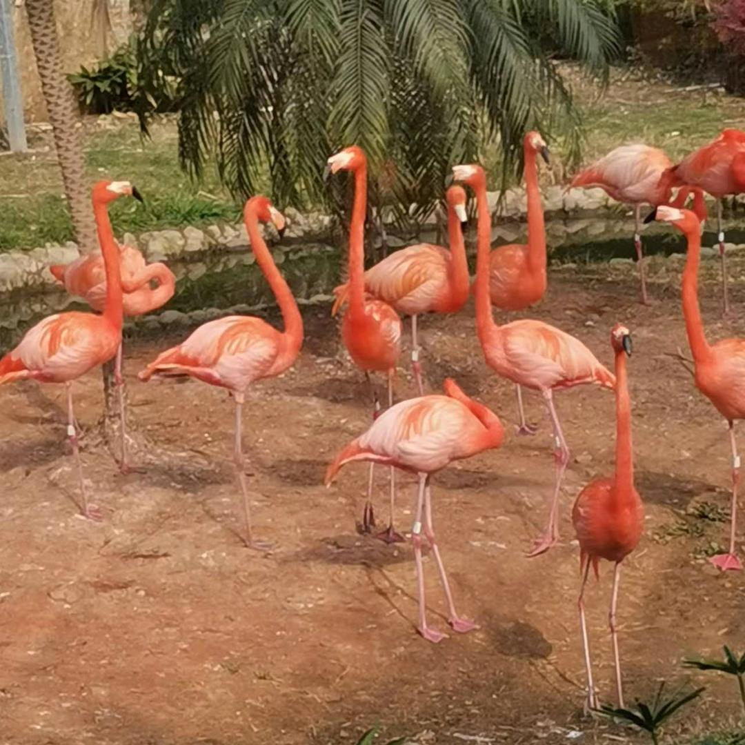 查理成长的日记