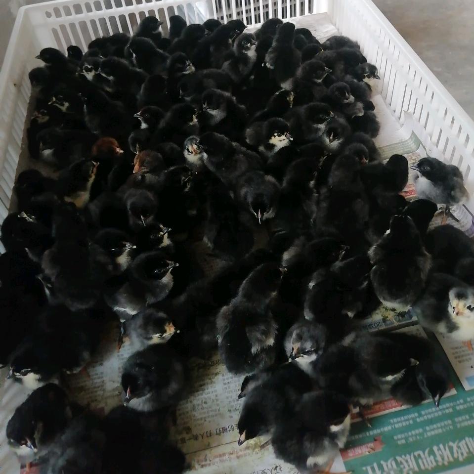 华博 孵化厂散养笨鸡 鸭 鹅