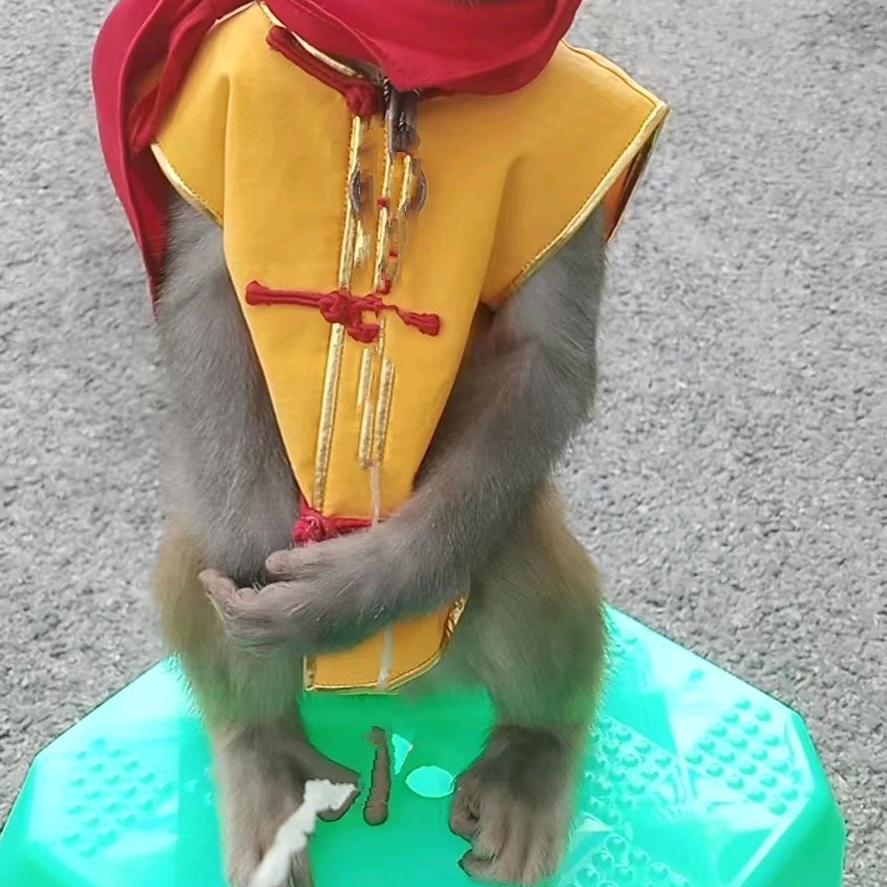 耍猴艺人老赵，