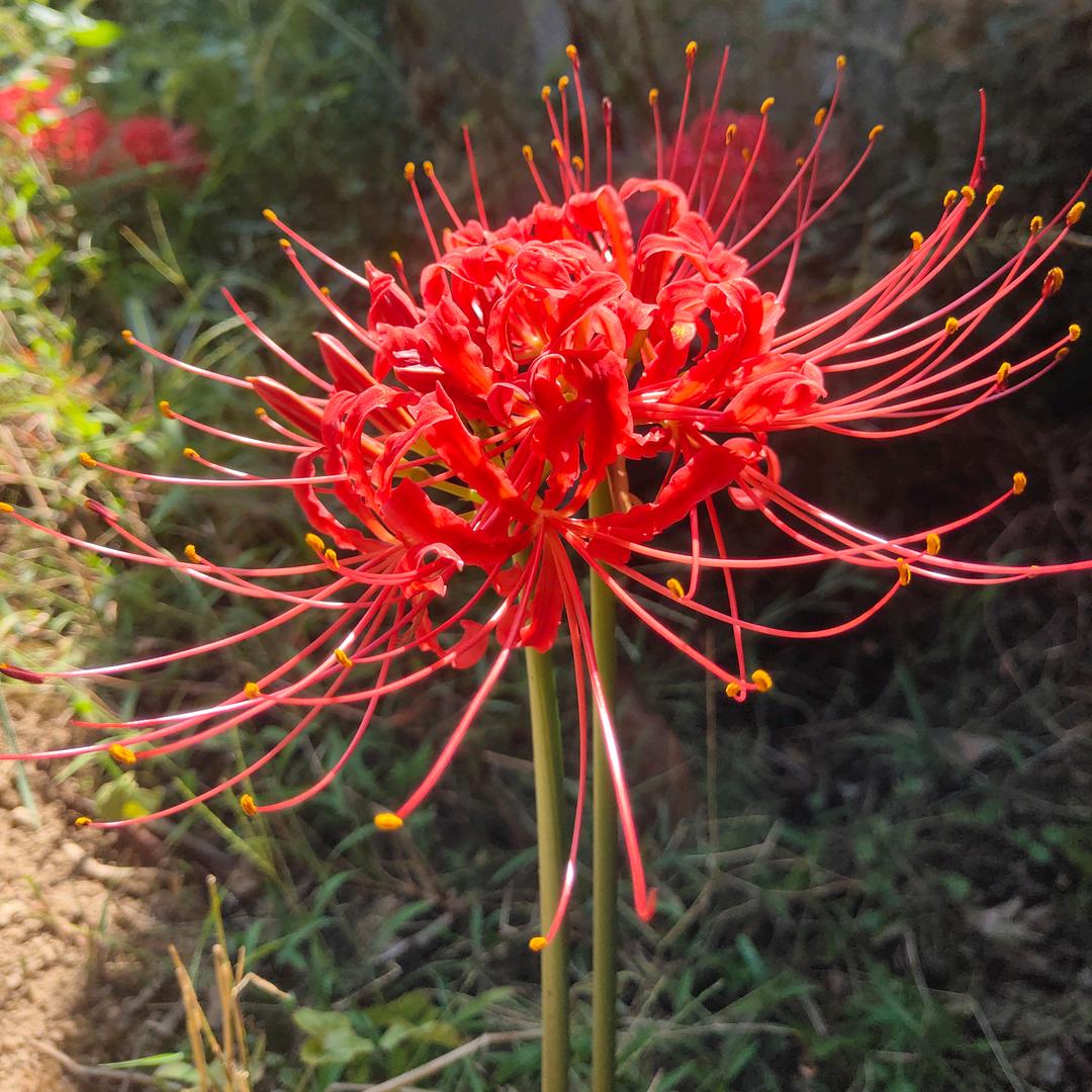 小不点