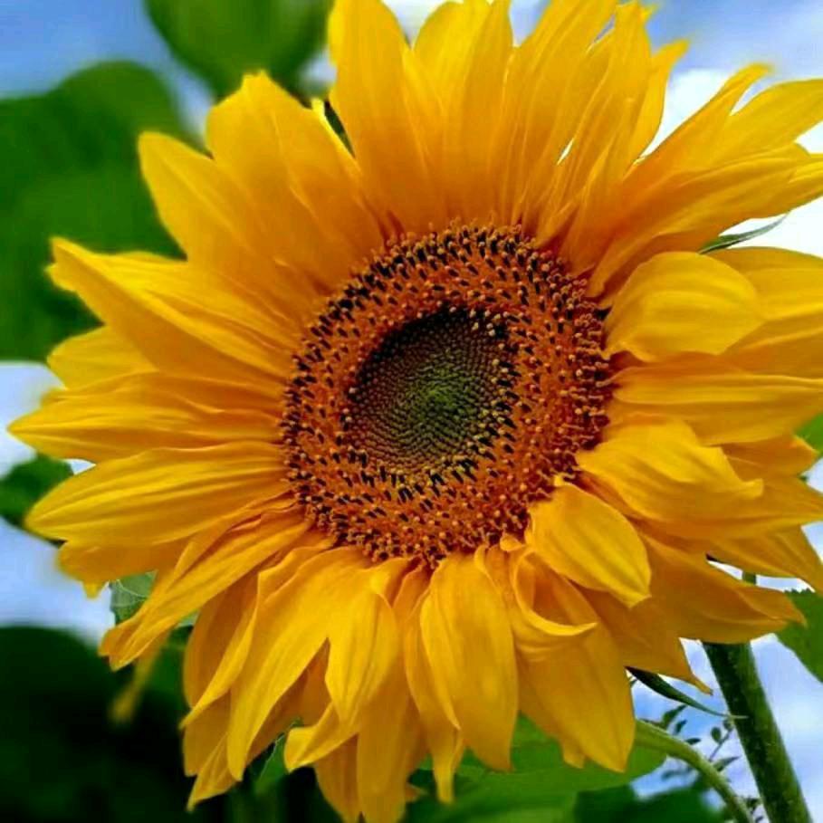 向阳花🌻🌻💐(晚上8：30直播）