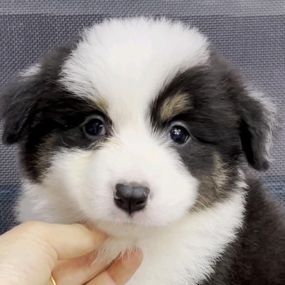 一个卖狗狗的 （自家犬舍）