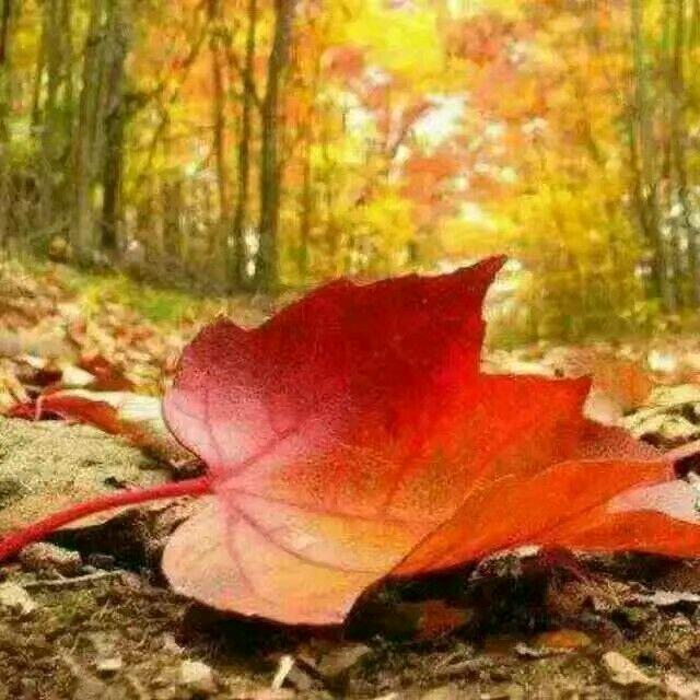 🍂落叶🍂