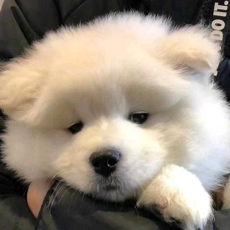 萨摩耶耶.
