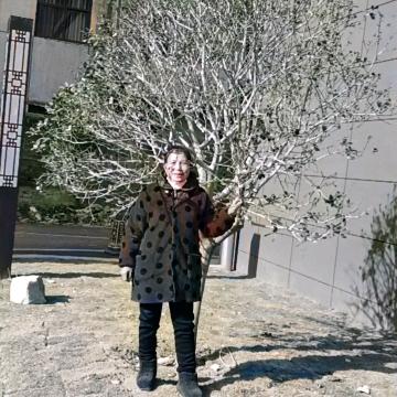 向阳花