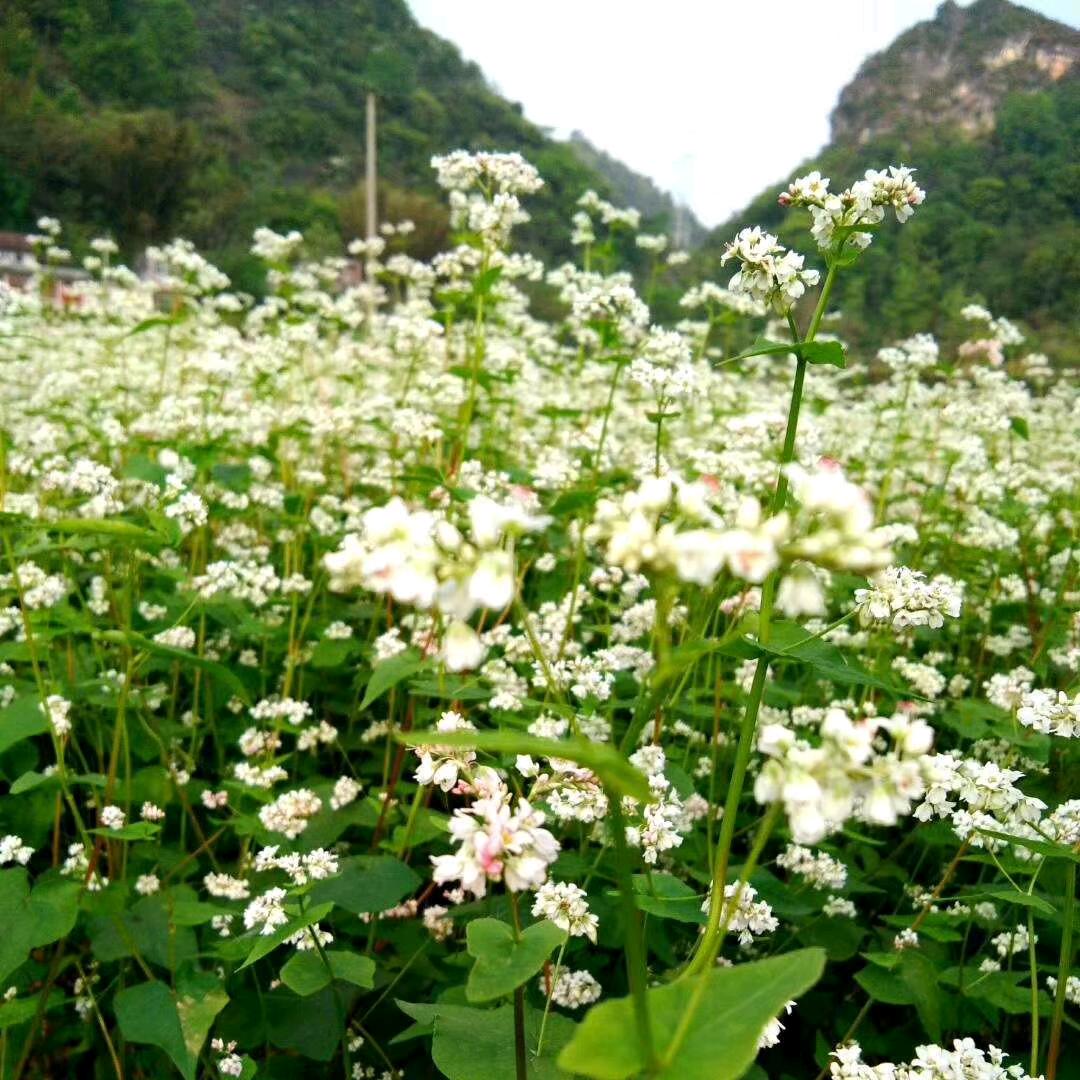 小凤.