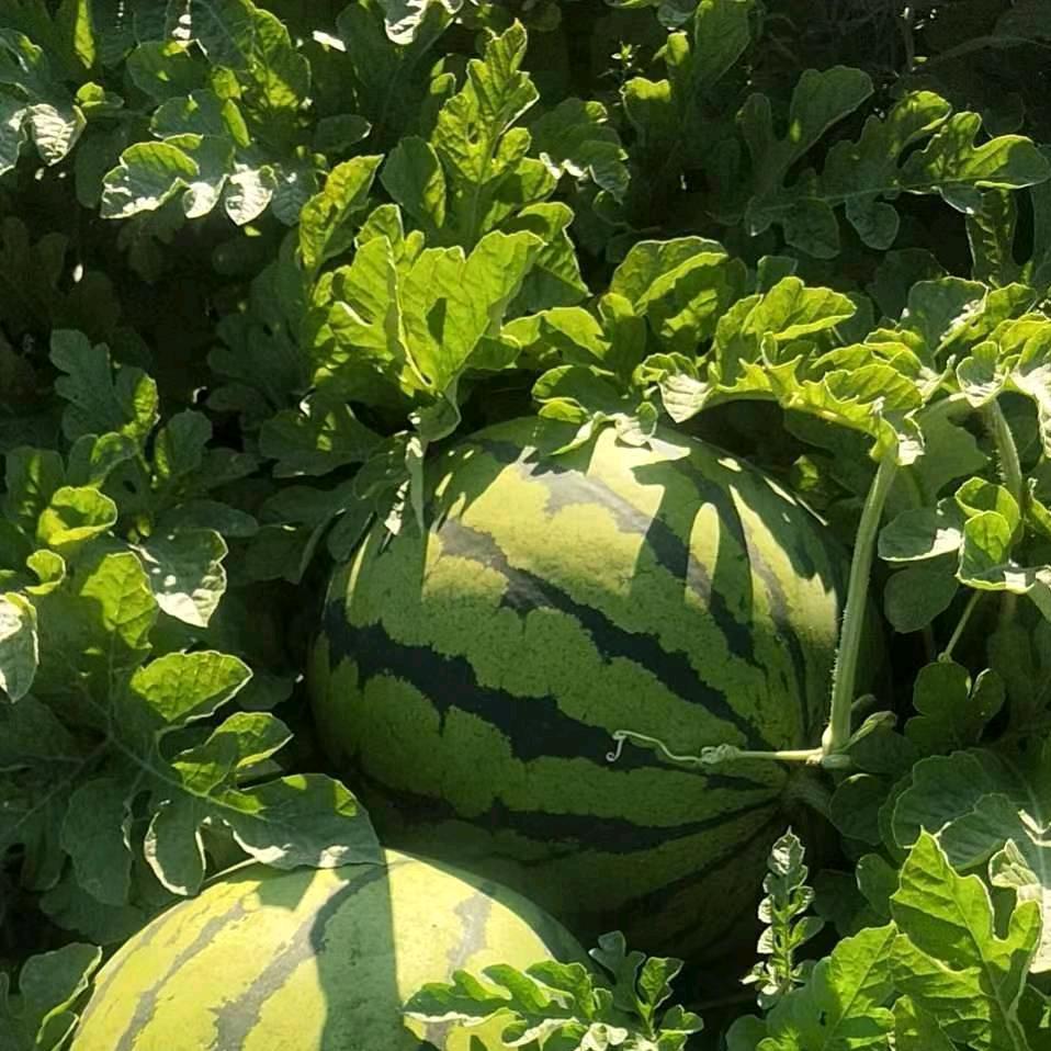 二嫂西瓜代收代发