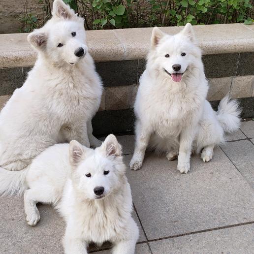 三只萨摩耶的故事