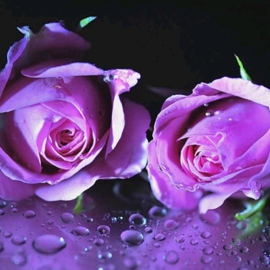 紫玫瑰🌹