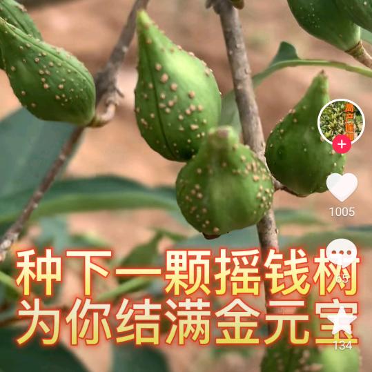 薄荷糖微微凉