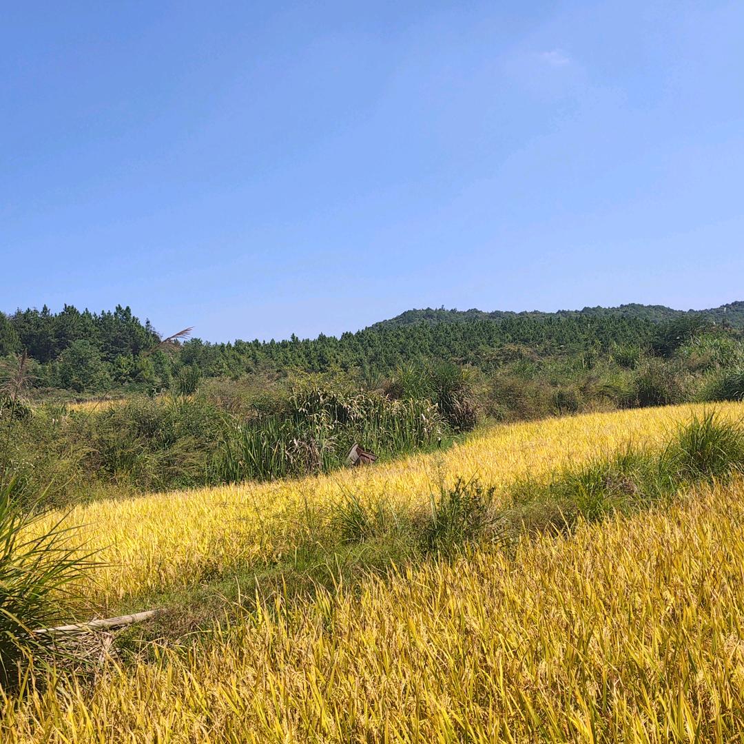 苹果