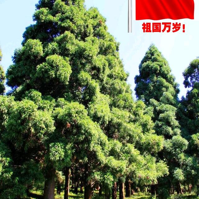 不老松