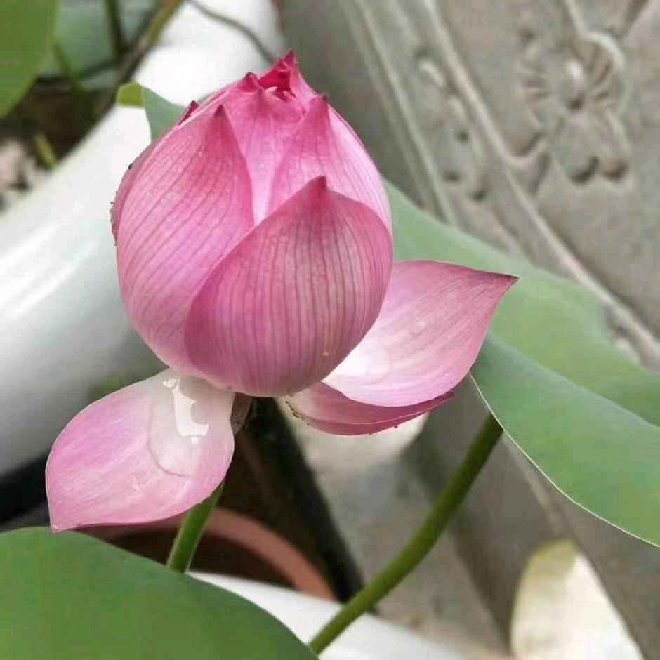静修