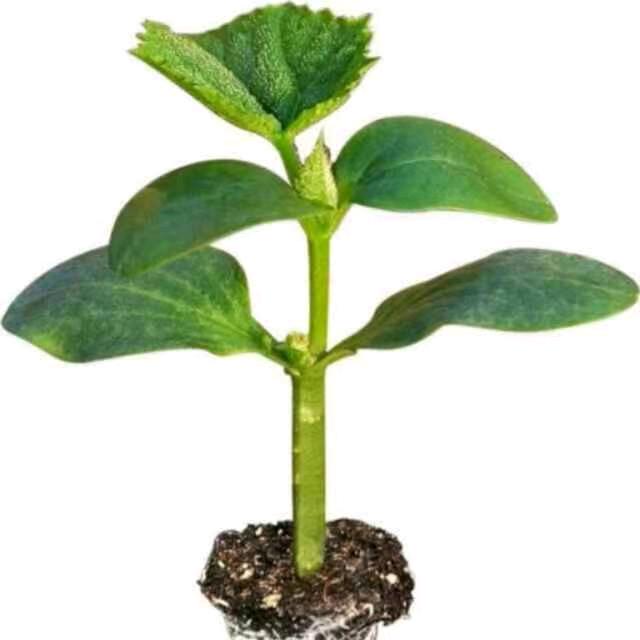 商河虎哥