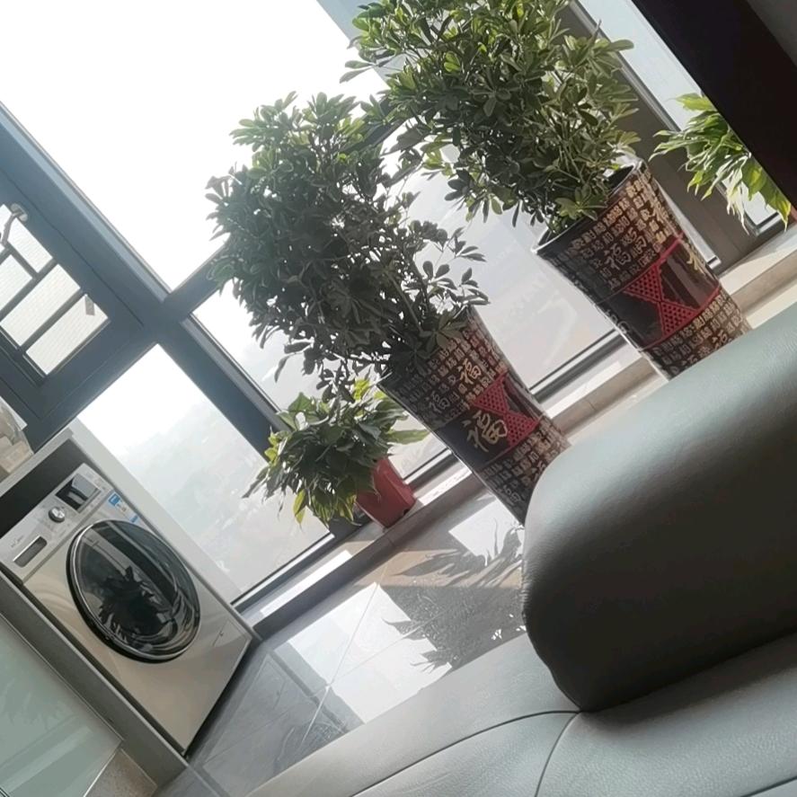 杨一