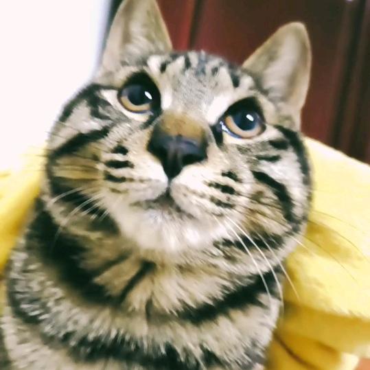 SHANGWEI