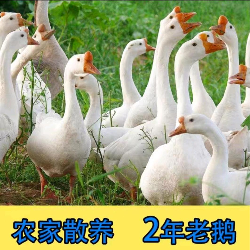 味美的土特产腊鹅胗爪