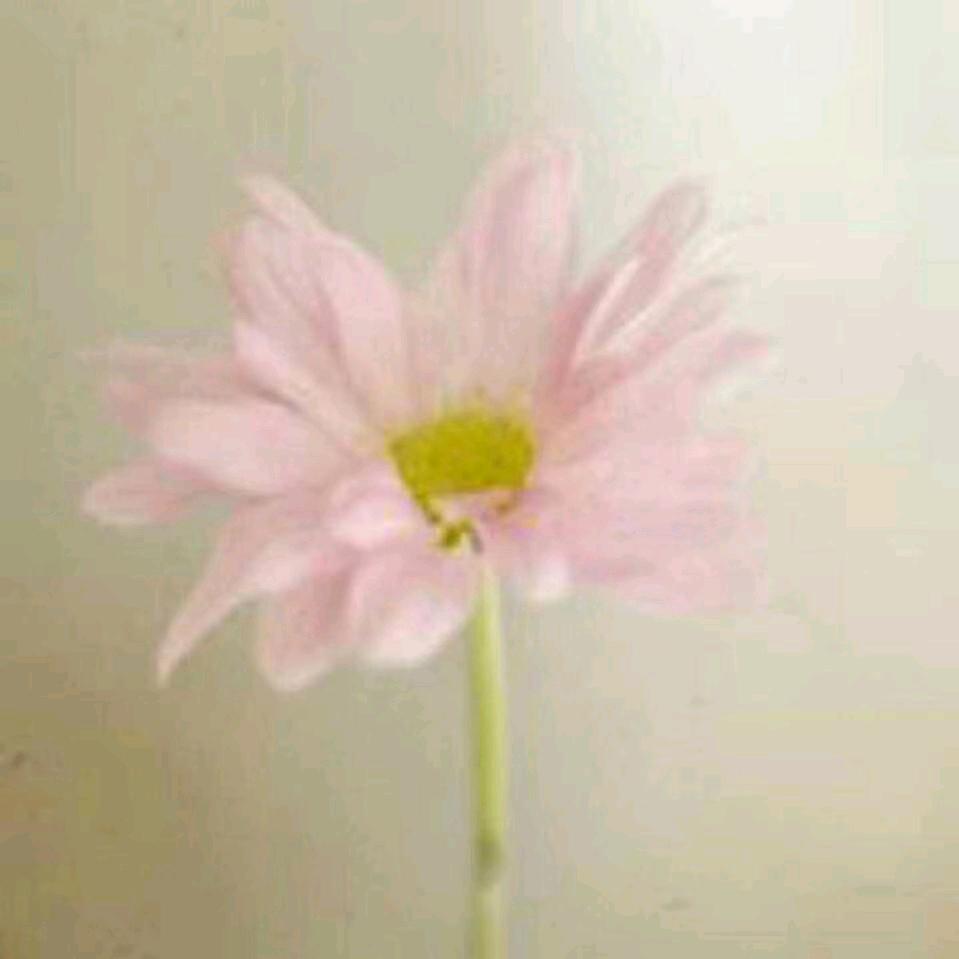 🌸