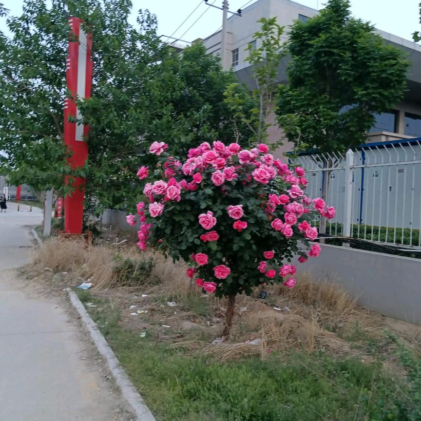钢筋工杜
