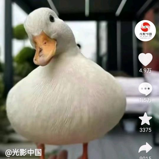 海大哥