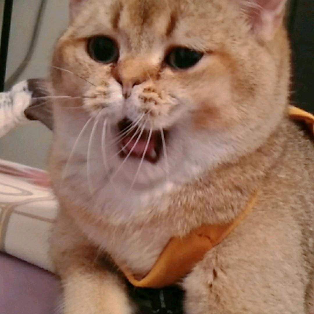王子宠物