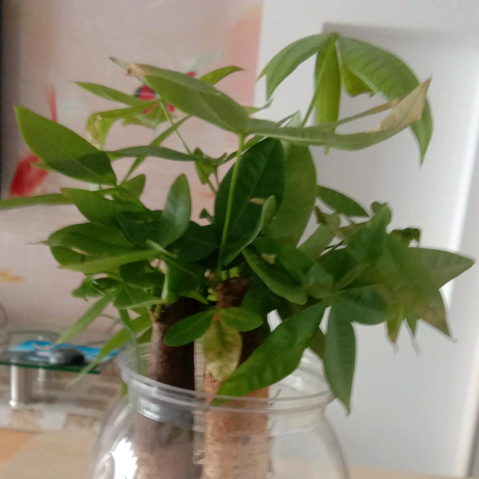 喜欢唱歌的刘芳芳，🍎🍎🍎