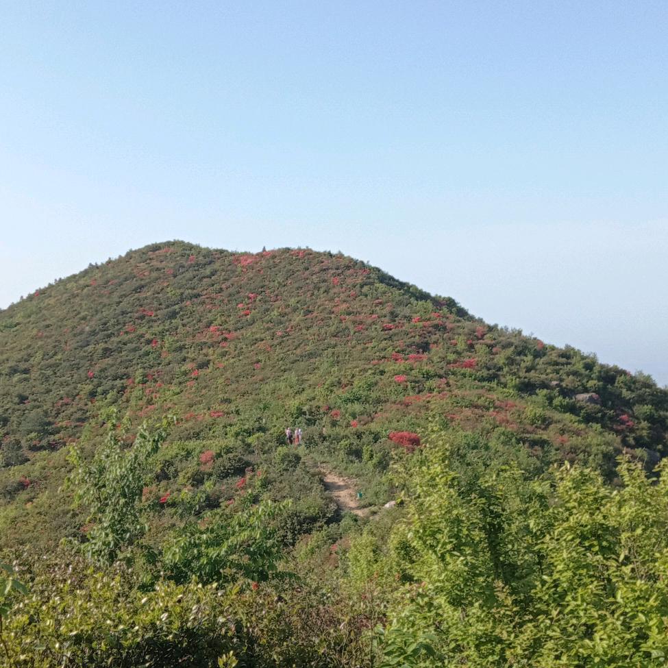 泽小花