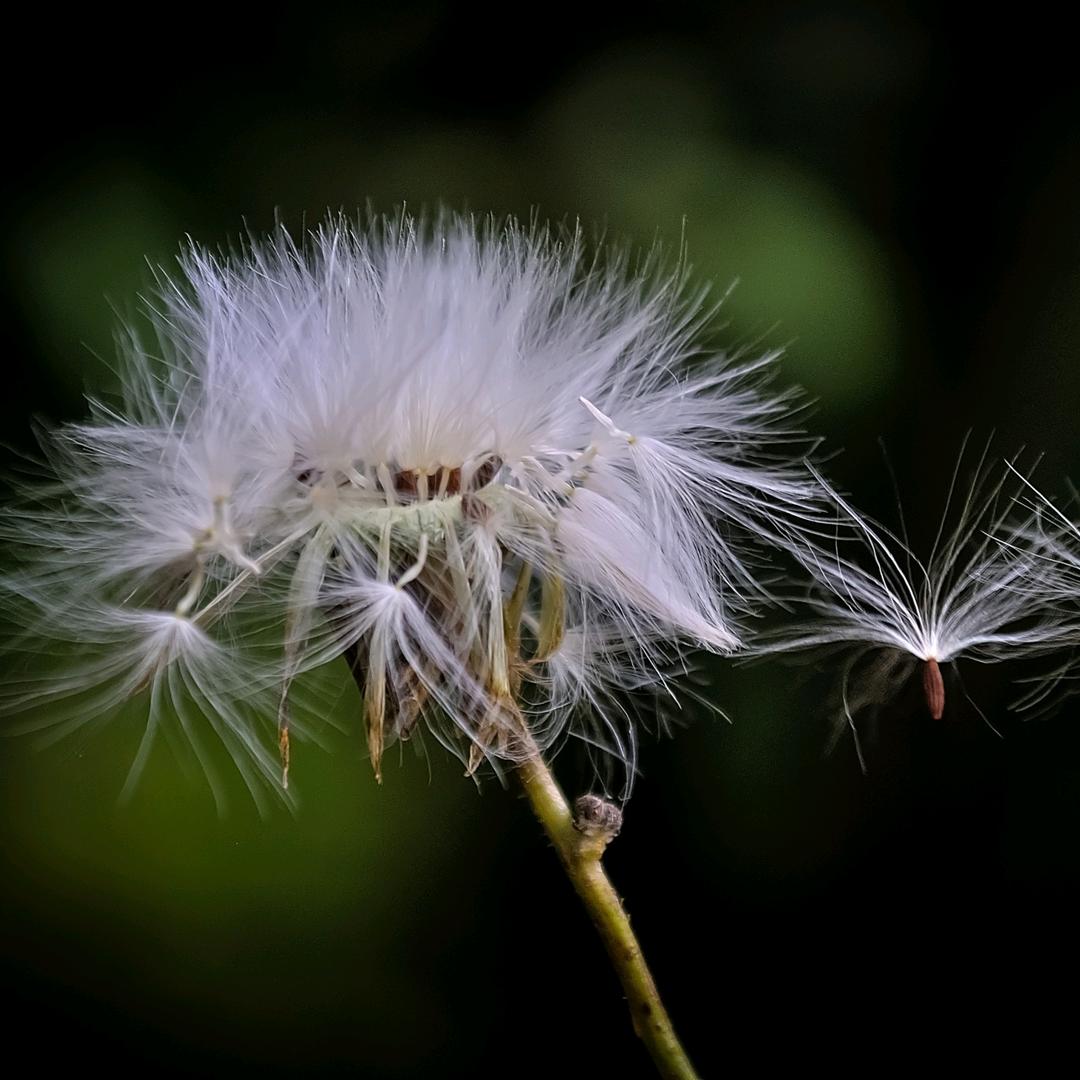 蒲公英จุ๊บ