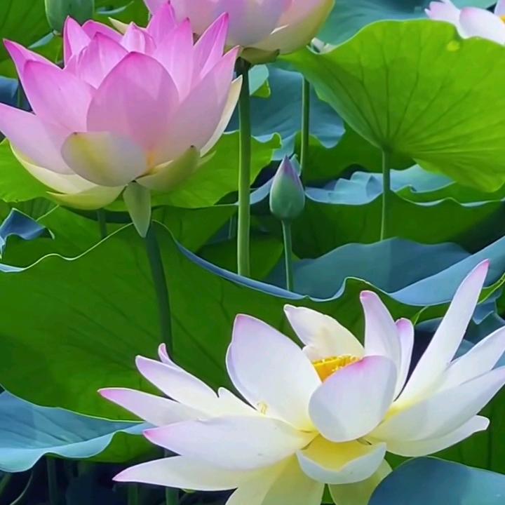 心想事（陈）