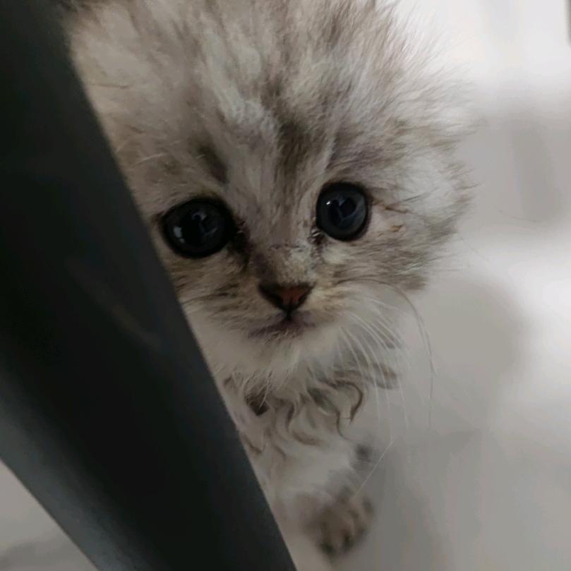 猫喵喵123