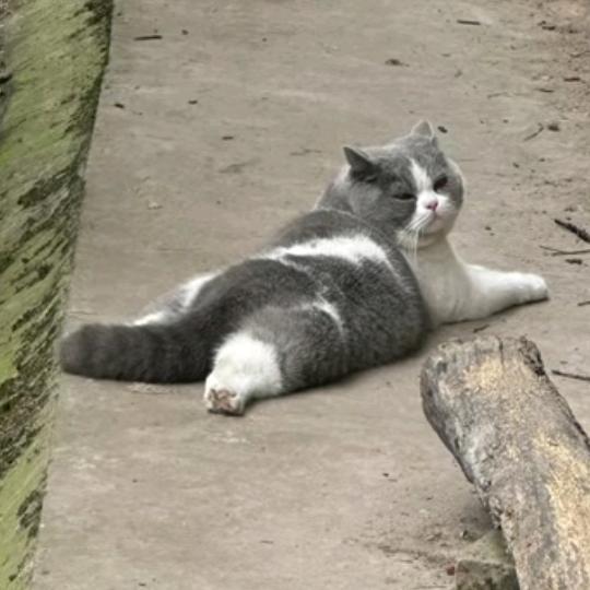 橘子