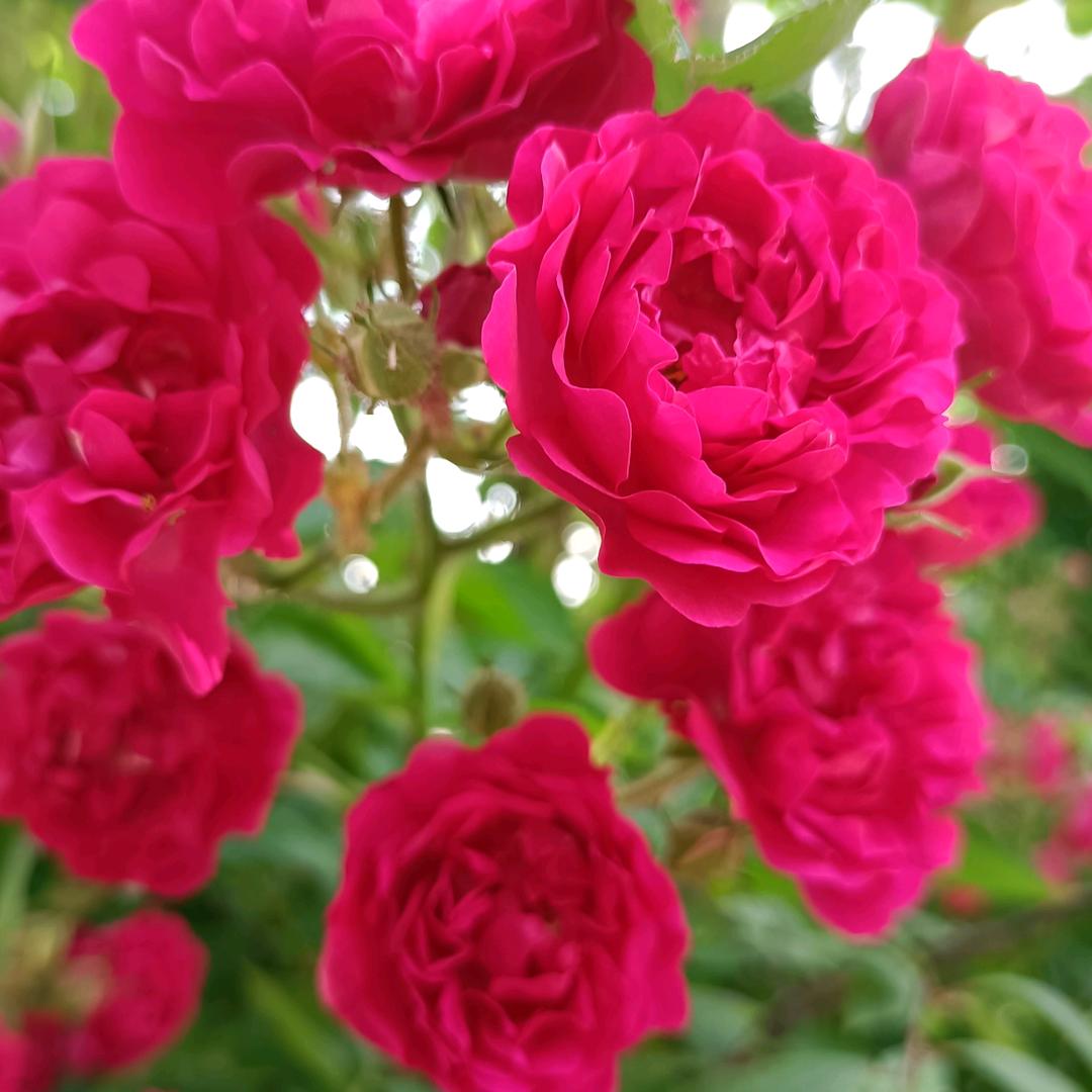 花开有你