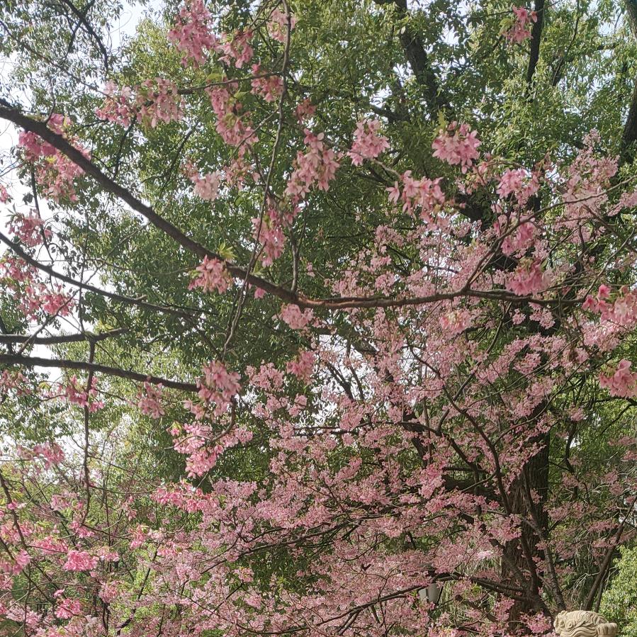 爱唱歌的靖哥哥