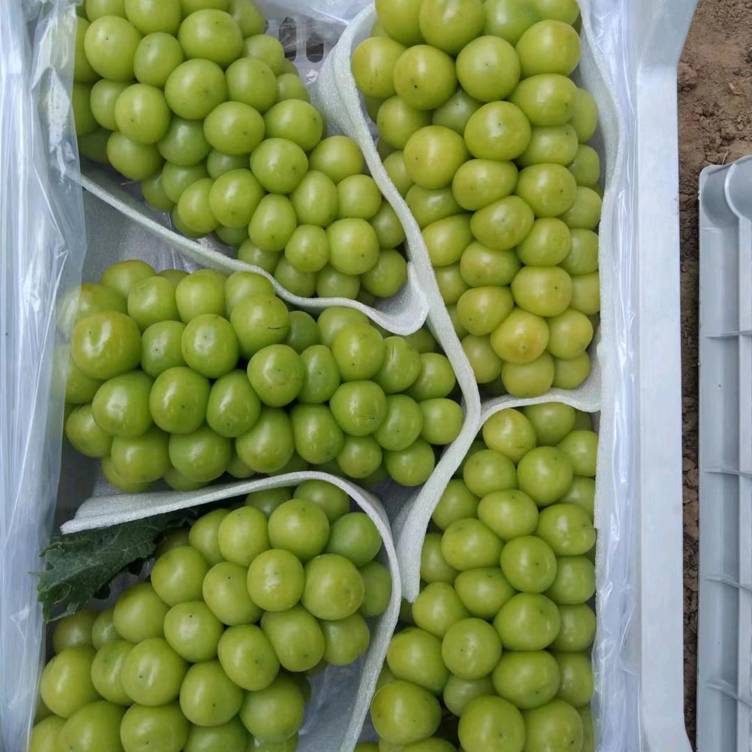 赵明和作社代收代发，各种水果