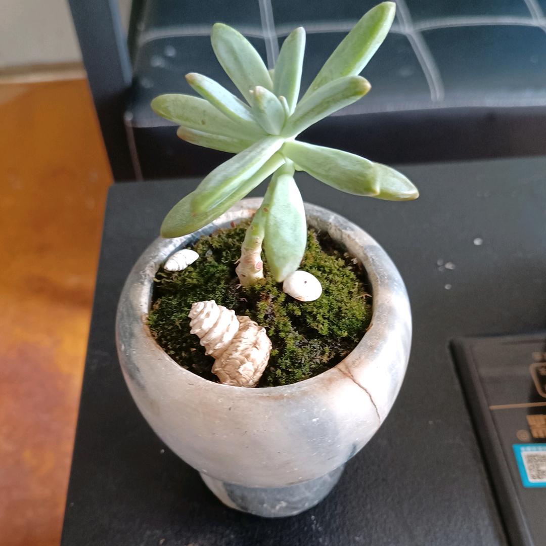 黄先生~不忘初心