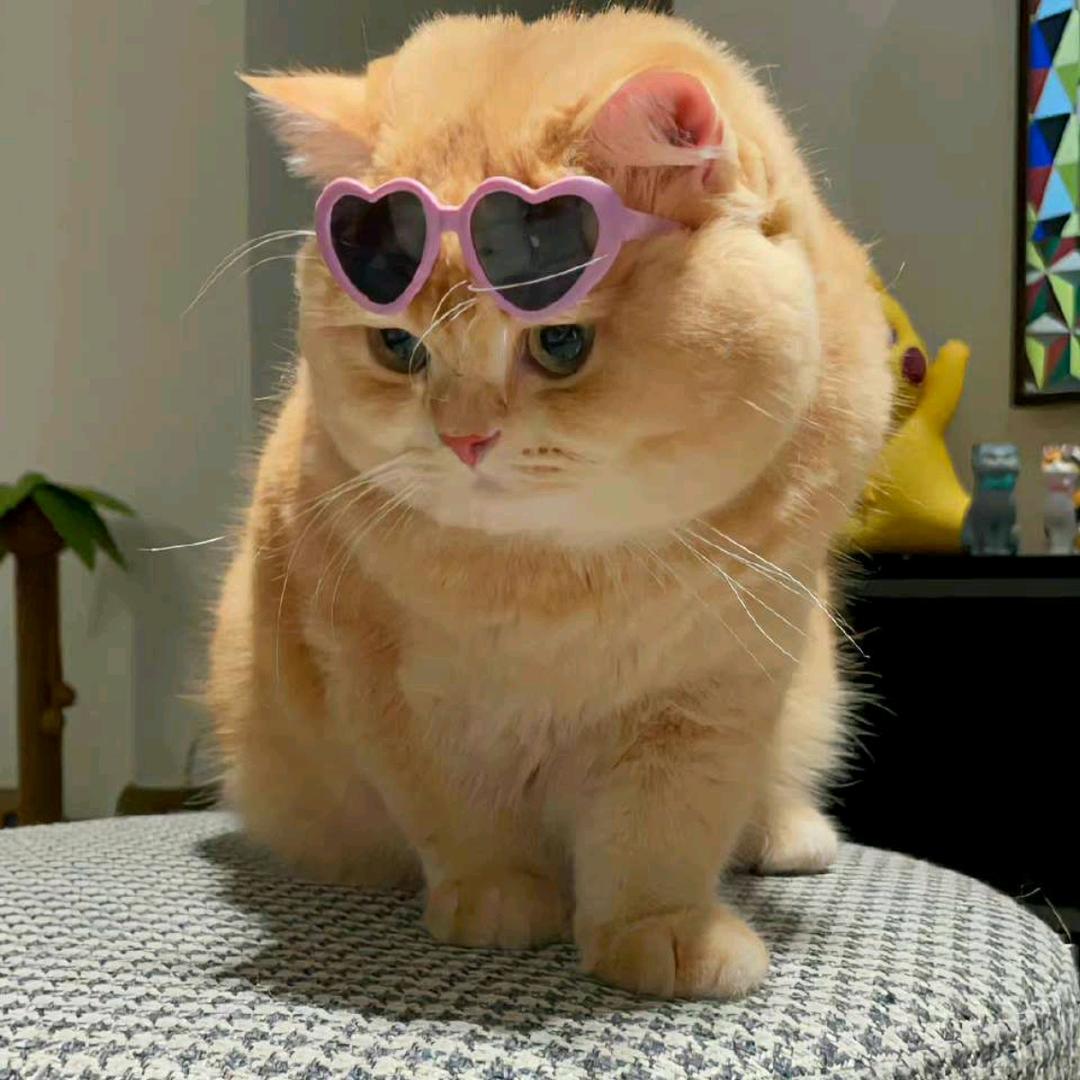 小虎妞🐯