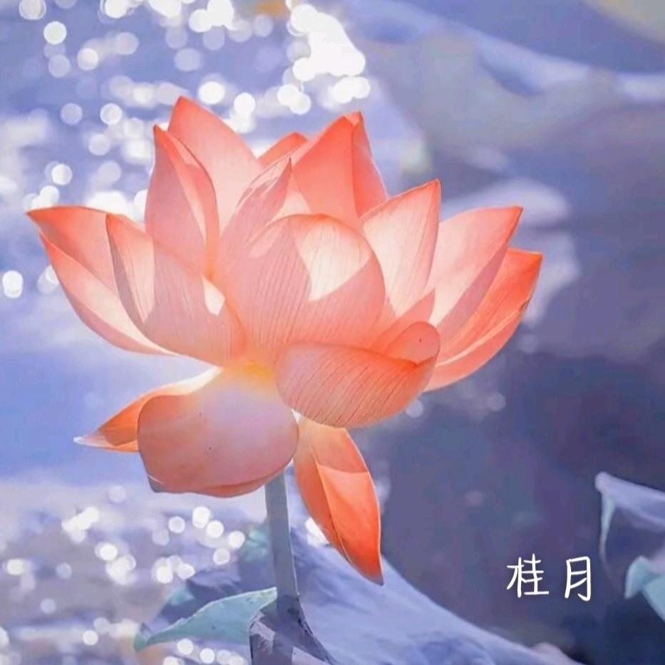 桂月.