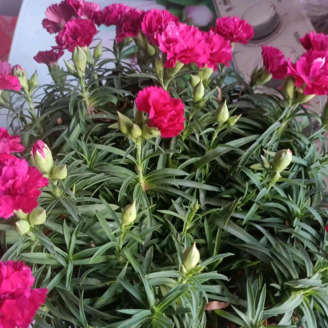 🌸李桂芝🌸